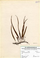 藏品(擬烏蘇里瓦葦)的圖片